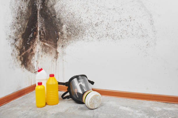 Best Basement Mold Remediation in Dinuba, CA