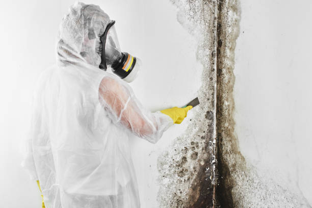 Best Health and Safety Mold Remediation in Dinuba, CA