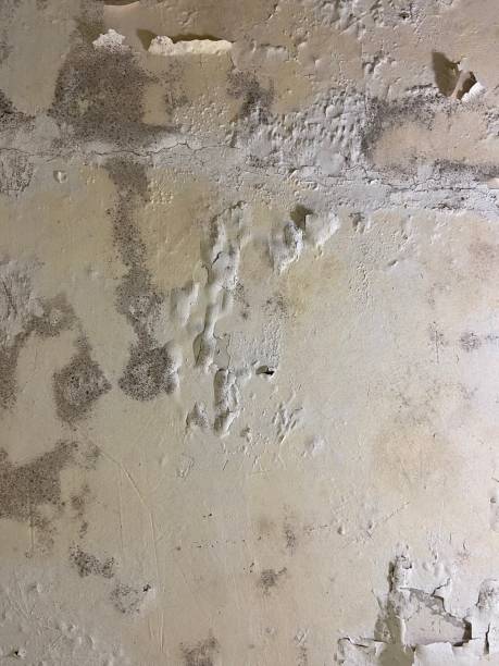 Best Black Mold Remediation in Dinuba, CA