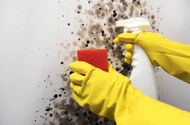 Best Insurance-Related Mold Remediation in Dinuba, CA