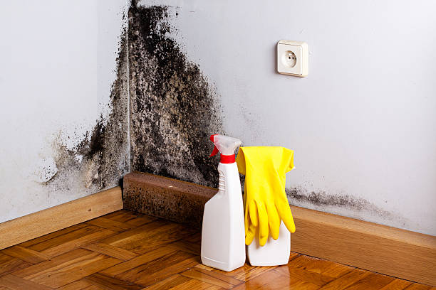 Best Crawl Space Mold Remediation in Dinuba, CA