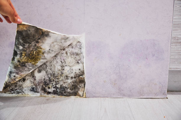 Best Commercial Mold Remediation in Dinuba, CA